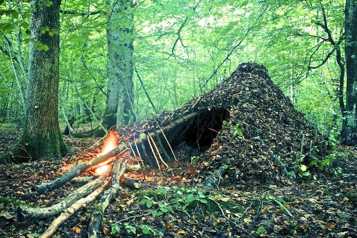 shelter made from brush
